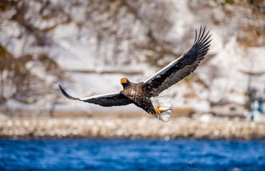 Steller's sea eagle in flight on the background of the shore and rocks. Japan. Hokkaido. Shiretoko Peninsula. Shiretoko National Park