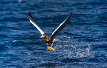 Steller's sea eagle in flight on a background of the sea with prey in its paws. Japan. Hokkaido. Shiretoko Peninsula. Shiretoko National Park