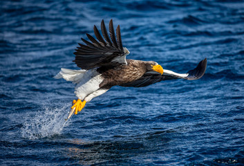 Steller's sea eagle in flight on a background of the sea with prey in its paws. Japan. Hokkaido. Shiretoko Peninsula. Shiretoko National Park
