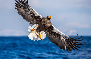 Steller's sea eagle in flight on the background of the sea and the Kunashir island in the distance. Japan. Hokkaido. Shiretoko Peninsula. Shiretoko National Park 