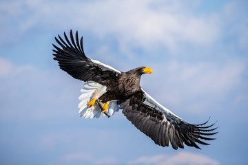 Steller's sea eagle in flight on background blue sky. Japan. Hokkaido. Shiretoko Peninsula. Shiretoko National Park