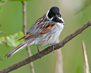 Reed Bunting on a branch