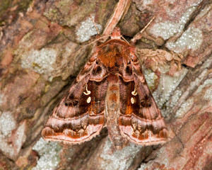 Beautiful Golden Y Moth on a tree trunk