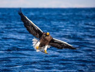 Steller's sea eagle in flight on a background of the sea with prey in its paws. Japan. Hokkaido. Shiretoko Peninsula. Shiretoko National Park