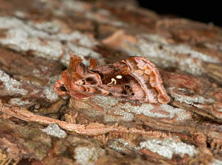 Beautiful Golden Y Moth side view on a tree trunk