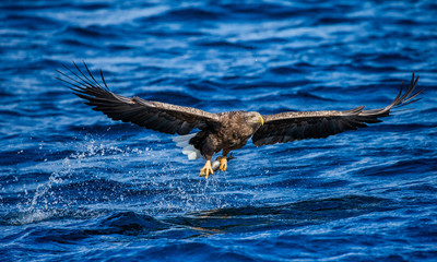 Steller's sea eagle in flight on a background of the sea with prey in its paws. Japan. Hokkaido. Shiretoko Peninsula. Shiretoko National Park