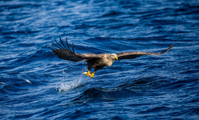 Steller's sea eagle in flight on a background of the sea with prey in its paws. Japan. Hokkaido. Shiretoko Peninsula. Shiretoko National Park