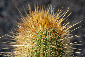 Gros plan sur cactus et épines