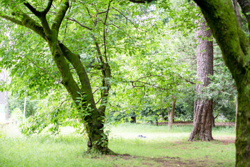 新緑　初夏　緑　木々　公園　葉っぱ　爽やか　清々しい　梅雨入り前