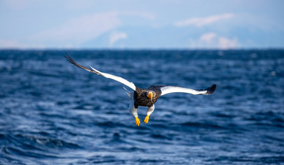 Steller's sea eagle in flight on the background of the sea and the Kunashir island in the distance. Japan. Hokkaido. Shiretoko Peninsula. Shiretoko National Park 