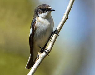 Pied Flycatcher male on a branch