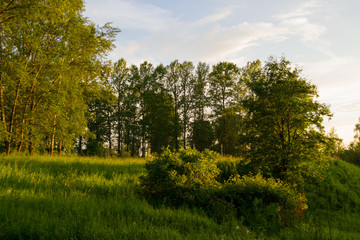 Landscape with trees at sunset