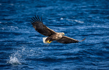 Steller's sea eagle in flight on a background of the sea with prey in its paws. Japan. Hokkaido. Shiretoko Peninsula. Shiretoko National Park