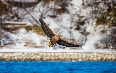 Fototapeta premium White-tailed eagle in flight on the background of the shore and rocks. Japan. Hokkaido. Shiretoko Peninsula. Shiretoko National Park