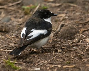 Pied Flycatcher male on the ground