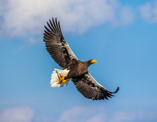 Steller's sea eagle in flight on background blue sky. Japan. Hokkaido. Shiretoko Peninsula. Shiretoko National Park