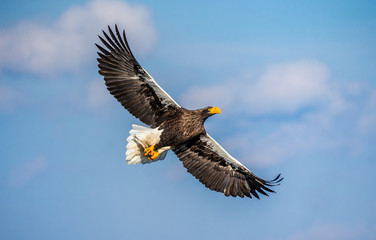 Steller's sea eagle in flight on background blue sky. Japan. Hokkaido. Shiretoko Peninsula. Shiretoko National Park