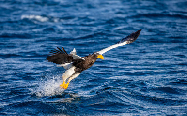 Steller's sea eagle in flight on a background of the sea with prey in its paws. Japan. Hokkaido. Shiretoko Peninsula. Shiretoko National Park