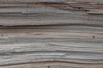 texture and background section of a tree. Wooden Board closeup