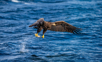 White-tailed eagle in flight on a background of the sea with prey in its paws. Japan. Hokkaido. Shiretoko Peninsula. Shiretoko National Park