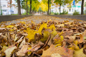 Autumn leaves in a city Park on a cloudy day