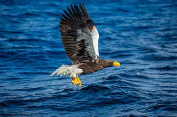 Steller's sea eagle in flight on a background of the sea with prey in its paws. Japan. Hokkaido. Shiretoko Peninsula. Shiretoko National Park