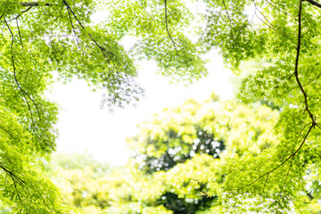Fototapeta premium 新緑 初夏 緑 木々 公園 葉っぱ 爽やか 清々しい 梅雨入り前