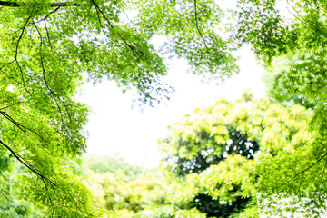 新緑　初夏　緑　木々　公園　葉っぱ　爽やか　清々しい　梅雨入り前
