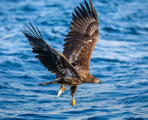 White-tailed eagle in flight on a background of the sea with prey in its paws. Japan. Hokkaido. Shiretoko Peninsula. Shiretoko National Park