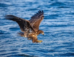 Steller's sea eagle at the time of the attack on the fish on the background of blue sea. Japan. Hokkaido. Shiretoko Peninsula. Shiretoko National Park