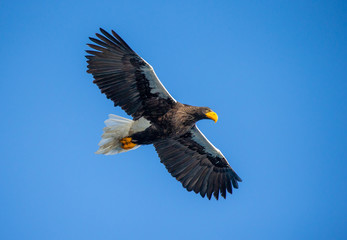 Steller's sea eagle in flight on background blue sky. Japan. Hokkaido. Shiretoko Peninsula. Shiretoko National Park