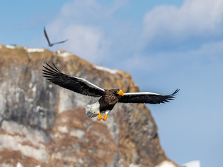 Steller's sea eagle in flight on the background of the shore and rocks. Japan. Hokkaido. Shiretoko Peninsula. Shiretoko National Park