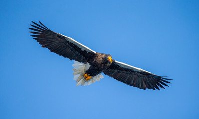 Obraz premium Steller's sea eagle in flight on background blue sky. Japan. Hokkaido. Shiretoko Peninsula. Shiretoko National Park