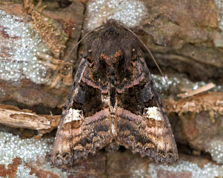 Small Angle Shades Moth on a tree trunk