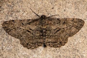 Willow Beauty Moth on a wall