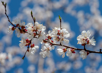 White delicate color of apricot tree on a background of blue sky.