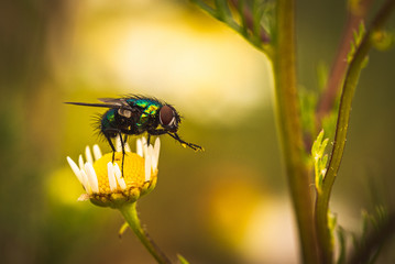 Insekten Makro