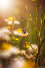 Insekten Makro