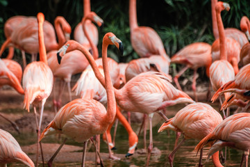 Fototapeta na wymiar Flock of flamingos