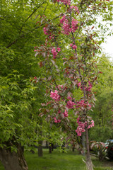 Fototapeta na wymiar Green trees with pink flowers. Flowering plants in the city.