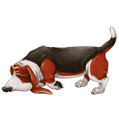 Dog breed Basset Hound. Spotted big long puppy. Illustration isolated on white background. - 351541841