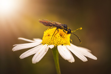 Insekten Makro