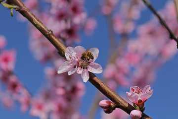 Biene an Kirschblüte