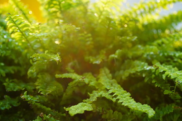 Boston ferns with mild sunshine in the morning
