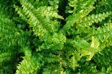 Boston ferns with mild sunshine in the morning
