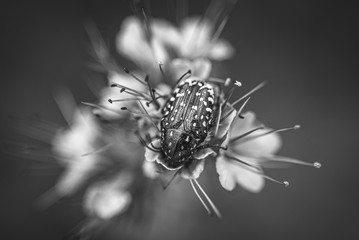 Insekten Makro