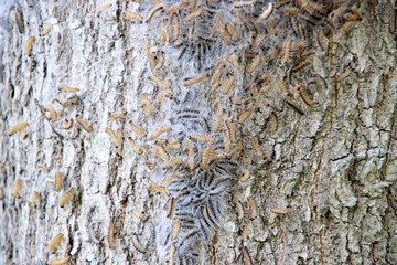Oak processionary caterpillars in a tree where they form a nest in Nieuwerkerk aan den IJssel