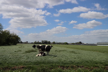 Black-and-white cows of the Holstein Friesian breed stand in a meadow along the Derde Tochtweg in...