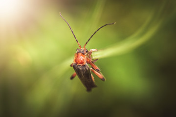 Insekten Makro