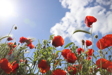 poppy flowering plant in subfamily Papaveroideae out of the street in Gouda in bright sunlight